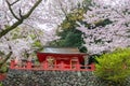 Couple visit Yutoku Inari museum with pink sakura, Kashima, Saga