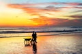 couple walking dogs, sunset Bali