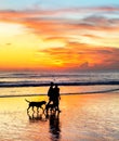 couple walking dogs, sunset Bali Royalty Free Stock Photo