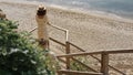 Couple walking down stairway on beautiful beach. Two lovers going to seashore. Royalty Free Stock Photo