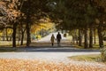 Couple walking in the golden autumn park Royalty Free Stock Photo