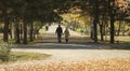 couple walking in the golden autumn park Royalty Free Stock Photo