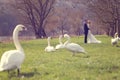 Couple walking in a park surrounded by swans Royalty Free Stock Photo