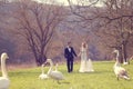 Couple walking in a park surrounded by swans Royalty Free Stock Photo