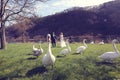 Couple walking in a park surrounded by swans Royalty Free Stock Photo