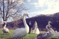 Couple walking in a park surrounded by swans Royalty Free Stock Photo