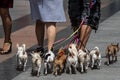 Eight little cute dogs walking in street