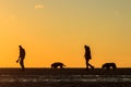 Couple walking their dogs on the beach at sunset Royalty Free Stock Photo