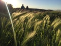 Couple walking through a wheat field