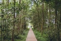 A couple walking a wooden path in the forest Royalty Free Stock Photo