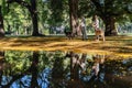 A couple walks and plays with their dogs in the park