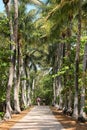 Couple walks a straight path between tall palms