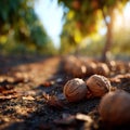 A couple of walnuts sitting on the ground in the woods Royalty Free Stock Photo