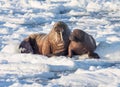 Couple of walruses on the ice - Arctic, Spitsbergen Royalty Free Stock Photo