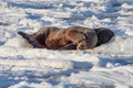 Couple of walruses on the ice - Arctic, Spitsbergen Royalty Free Stock Photo