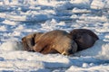 Couple of walruses on the ice - Arctic, Spitsbergen Royalty Free Stock Photo