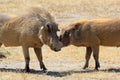 Couple of warthogs loving