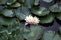Couple of water lilies Royalty Free Stock Photo