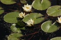 A couple of water lilies in a pond Royalty Free Stock Photo