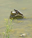 Couple of water turtles Royalty Free Stock Photo