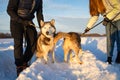 Close-Up Of Husky Dog In Winter. People Wearing Warm Clothes Holding Pet Welsh Corgi Dog In Winter In Snow Royalty Free Stock Photo