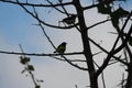 Couple of weaver birds in the evening time on a tree by my house. Sillouette of these birds are scintillating