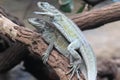 Couple of Weber sailfin lizard Royalty Free Stock Photo