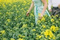 Couple before wedding running in colza field Royalty Free Stock Photo