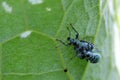 Couple weevils on leaf