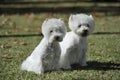 Couple of West Highland Wihte Terrrier dog purebred