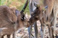 Couple of western grey kangaroos showing affection and love to each other. Male and female. Yanchep national park, Western Royalty Free Stock Photo