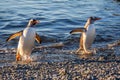 Couple of wet gentoo penguins coming ashore from ocean& x27;s waters at the Barrientos Island, Antarctic