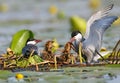 A couple whiskered tern feeding with little fish two cute chicks on the nest Royalty Free Stock Photo