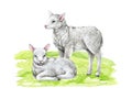 Couple of white baby lamb on the grass. Watercolor hand drawn illustration. Cute little baby sheep standing on the green Royalty Free Stock Photo