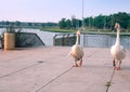 Couple white beauty swan, goose, duck with orange beak and feet Royalty Free Stock Photo