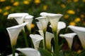 Couple White calla lily