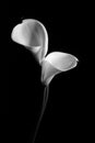 A couple of white Calla lily on a black background Royalty Free Stock Photo