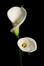 A couple of white Calla lily on a black background Royalty Free Stock Photo