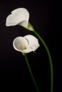 A couple of white Calla lily on a black background Royalty Free Stock Photo
