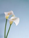 Couple of white calla lily flowers with selective focus against blurred blue stucco plaster wall background. Spring or Royalty Free Stock Photo