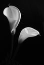 A couple of white Calla lilys on black background Royalty Free Stock Photo