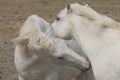 Couple of white Camargue horses in France