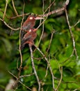 A couple of White-chinned Jacamar Royalty Free Stock Photo