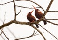 A couple of White-chinned Jacamar Royalty Free Stock Photo