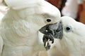 A Couple of White Cockatoo Parrots