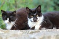 Couple of white-collared cats