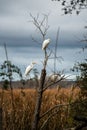 Couple of white egrets perched on a dry leafless tree Royalty Free Stock Photo