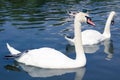 Couple of white elegant birds swans flowing on pond surface Royalty Free Stock Photo