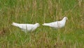 Couple of white feral pigeons in a greenm meadow - Columba livia domestica