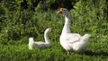 Young white geese grazing on pasture summertime Royalty Free Stock Photo